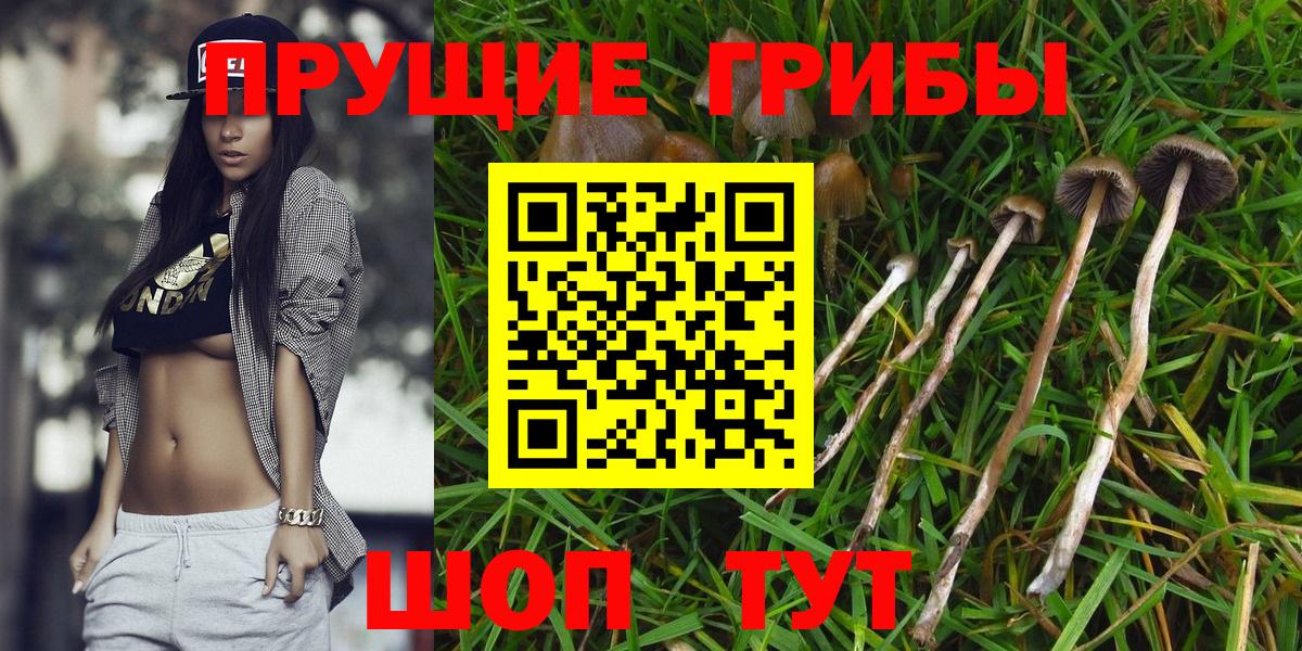 Галлюциногенные грибы Psilocybine cubensis Белогорск